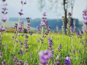 long-distance relationship