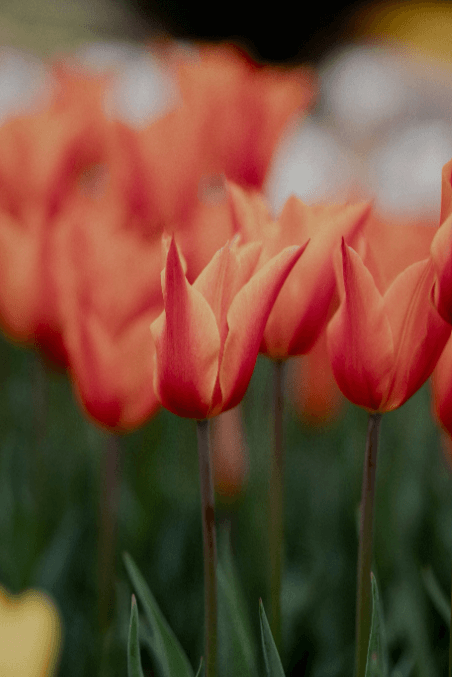 long-term  relationship